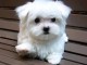 magnifique chiot bichon maltais m&acirc;le 