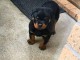 chiot rottweiler &agrave; donner m&acirc;le 