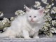 magnifique chaton maine coon adopter 