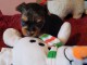 je donne chiot Yorkshire femelle 