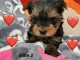 magnifique chiot Yorkshire terrier &agrave; adopter 