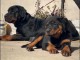 annonce des chiots rottweiler disponible 
