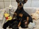 chiot pinscher nain disponible pour adoption 