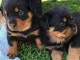 chiot rottweiler disponible pour adoption 