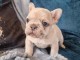 je donne chiot bouledogue fran&ccedil;ais 