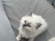 je donne mon chaton ragdoll femelle 