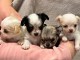Dons chiot chihuahua disponible pour compagnie 