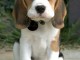 chiot beagle disponible pour adoption 
