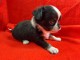 chiot chihuahua femelle a donner 