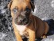 magnifique chiot Staff disponible 