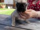 chiot bouledogue fran&ccedil;ais disponible 