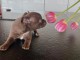 chiot chihuahua &agrave; placer urgent 