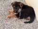 chiot berger allemand disponible pour adoption 