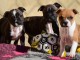 chiots Staff disponible pour adoption 