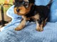chiot Yorkshire terrier femelle a 