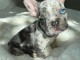 chiot bouledogue fran&ccedil;ais &agrave; donner 