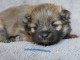 chiot spitz allemand race pure 