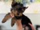 chiot Yorkshire terrier &agrave; adopter 