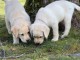 chiot labrador retriever disponible pour adoption 