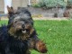 chiot York femelle a donner 