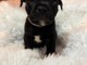 chiot Staff disponible pour adoption 