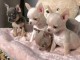 annonce chiot chihuahua femelle a donner 