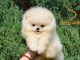 Pomeranian BOO &ndash; Chiots de qualit&eacute; sup&eacute;rieure