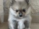 adorable chiot spitz nain disponible 