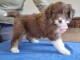 je donne chiot berger australien disponible 