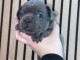 chiot bouledogue fran&ccedil;ais &agrave; donner 