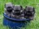 chiot spitz allemand race pure 