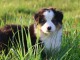 chiot berger australien disponible pour adoption 