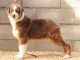 je donne chiot berger australien disponible 