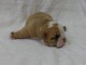 chiot bulldog anglais m&acirc;le a donner 