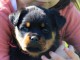 je donne chiot rottweiler 