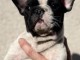 chiot bouledogue fran&ccedil;ais disponible 