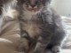 chaton maine coon m&acirc;le a donner 