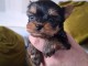 chiot Yorkshire terrier femelle a donner 