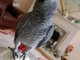 couple perroquet gris du Gabon pour adoption 